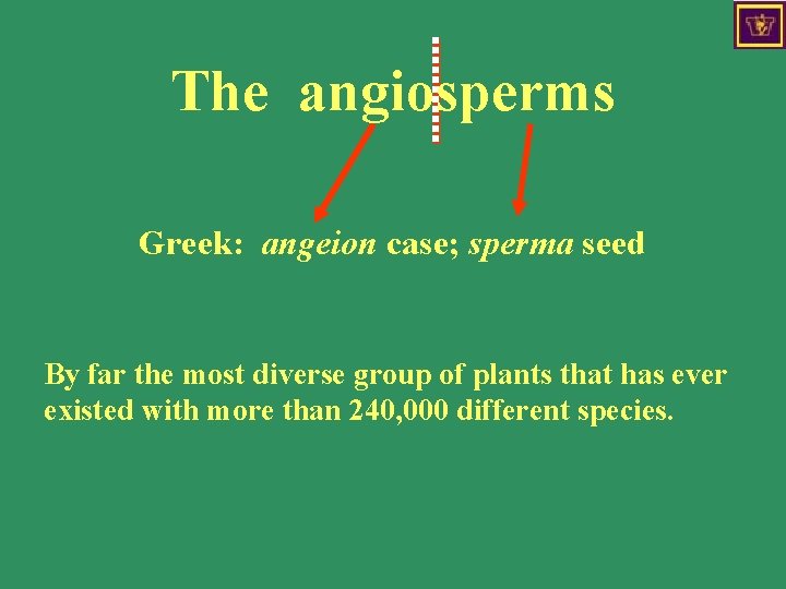 The angiosperms Greek: angeion case; sperma seed By far the most diverse group of