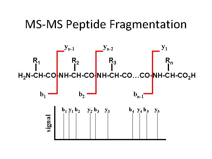 MS-MS Peptide Fragmentation yn-1 R 1 yn-2 R 2 y 1 R 3 Rn