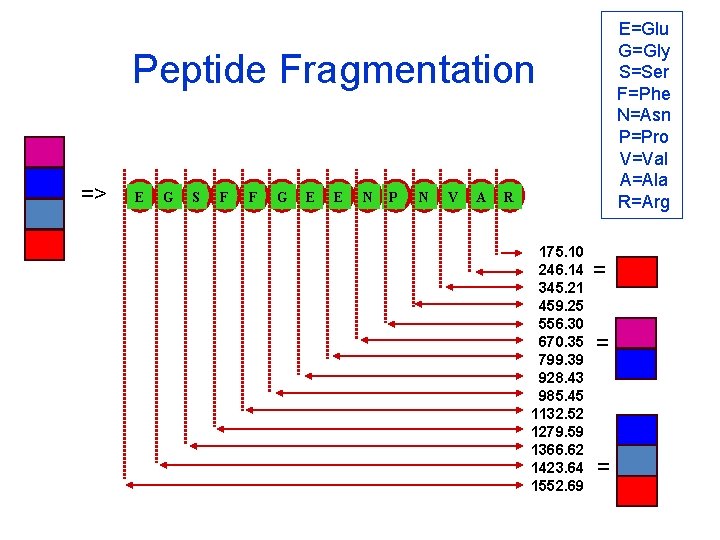 E=Glu G=Gly S=Ser F=Phe N=Asn P=Pro V=Val A=Ala R=Arg Peptide Fragmentation => E G