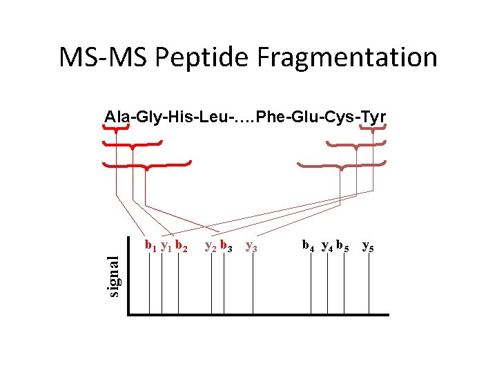 MS-MS Peptide Fragmentation Ala-Gly-His-Leu-…. Phe-Glu-Cys-Tyr signal b 1 y 1 b 2 y 2