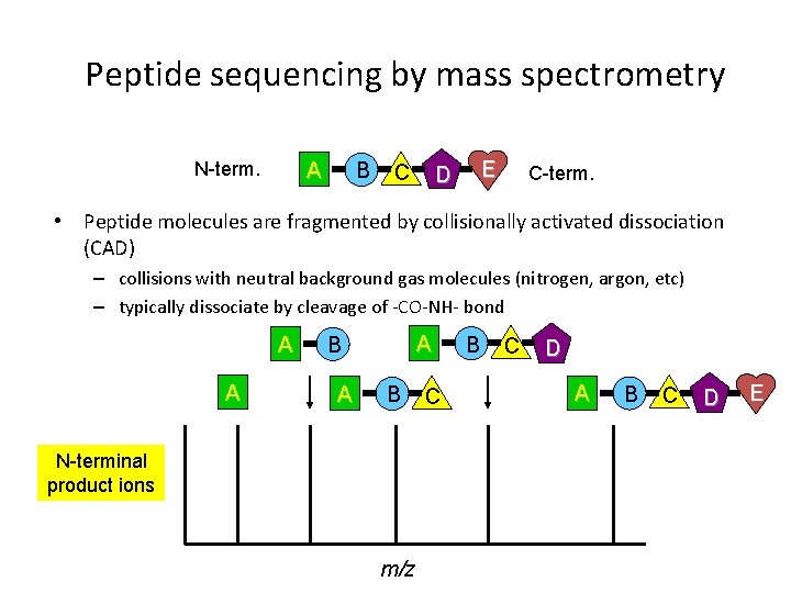 Peptide sequencing by mass spectrometry N-term. A B C E D C-term. • Peptide