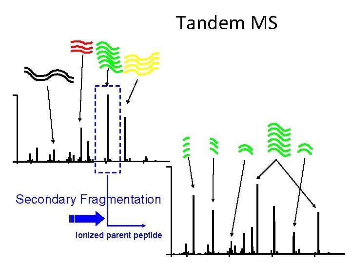 Tandem MS Secondary Fragmentation Ionized parent peptide 