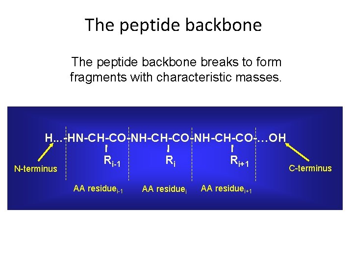 The peptide backbone breaks to form fragments with characteristic masses. H. . . -HN-CH-CO-NH-CH-CO-…OH