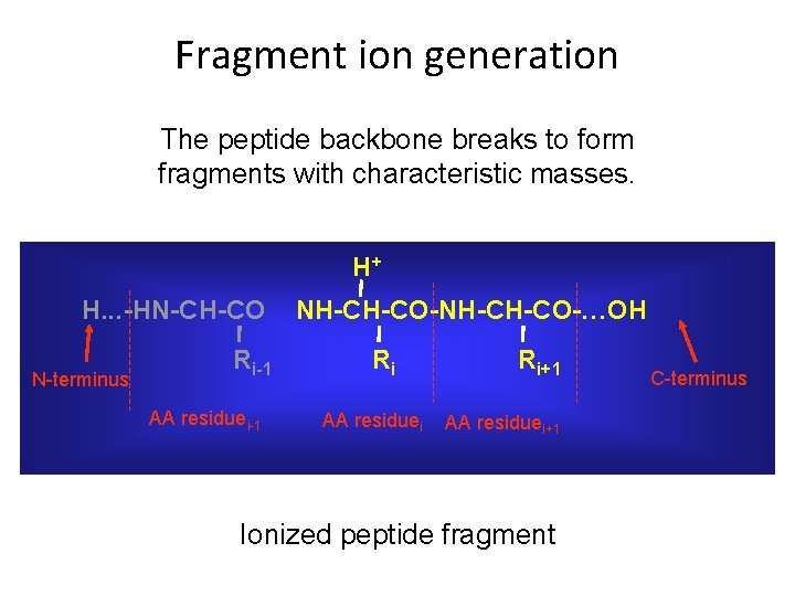 Fragment ion generation The peptide backbone breaks to form fragments with characteristic masses. H+