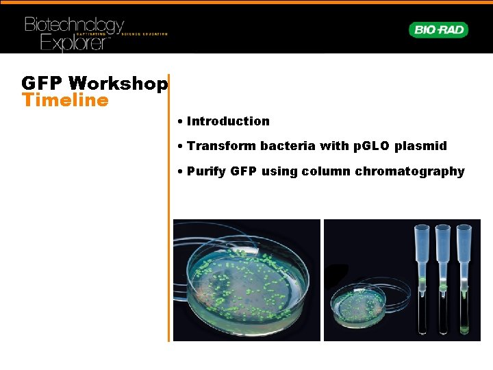 GFP Workshop Timeline • Introduction • Transform bacteria with p. GLO plasmid • Purify