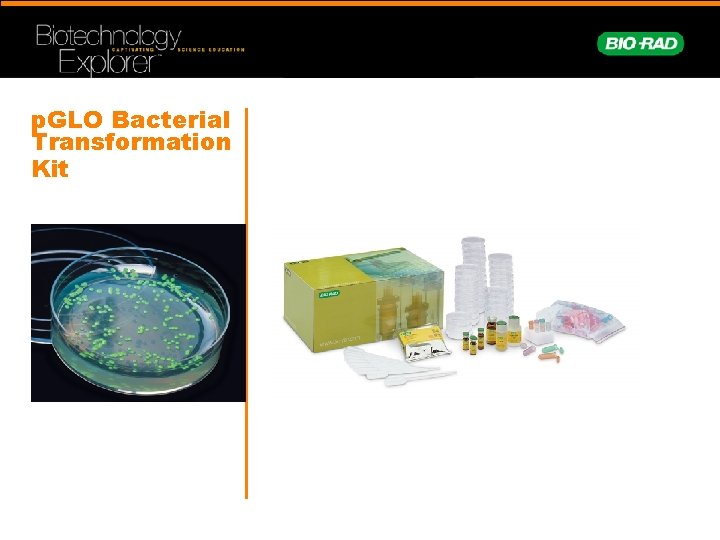 p. GLO Bacterial Transformation Kit 