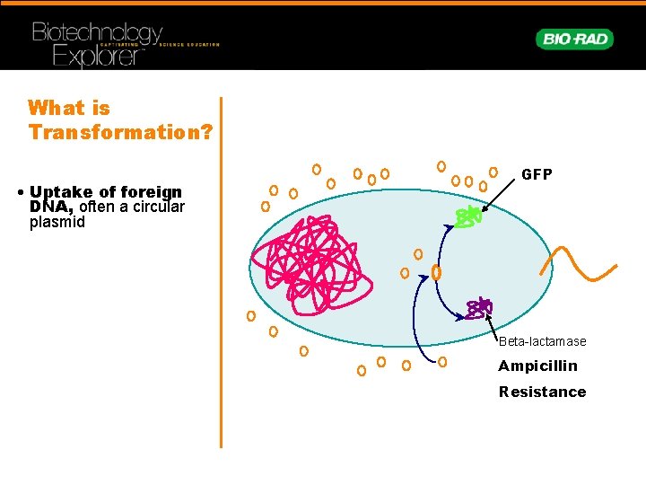 What is Transformation? • Uptake of foreign DNA, often a circular plasmid GFP Beta-lactamase