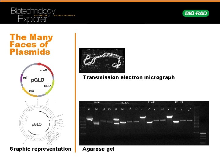 The Many Faces of Plasmids Transmission electron micrograph Graphic representation Agarose gel 