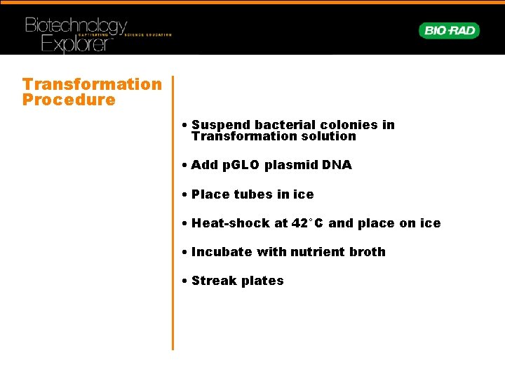 Transformation Procedure • Suspend bacterial colonies in Transformation solution • Add p. GLO plasmid