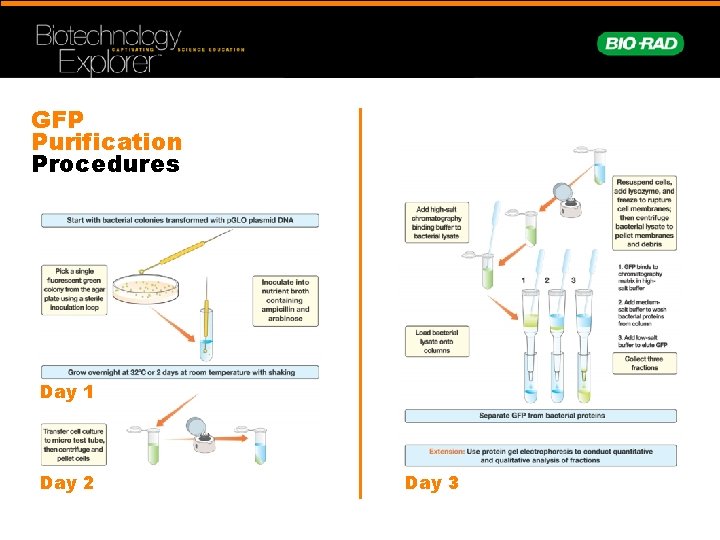 GFP Purification Procedures Day 1 Day 2 Day 3 