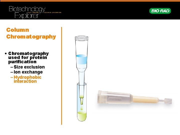 Column Chromatography • Chromatography used for protein purification – Size exclusion – Ion exchange