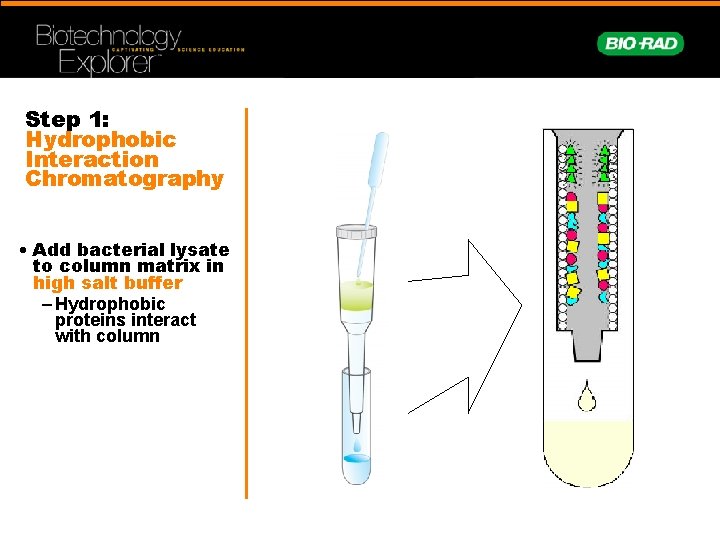 Step 1: Hydrophobic Interaction Chromatography • Add bacterial lysate to column matrix in high