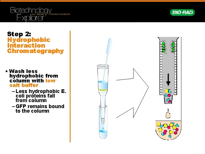 Step 2: Hydrophobic Interaction Chromatography • Wash less hydrophobic from column with low salt