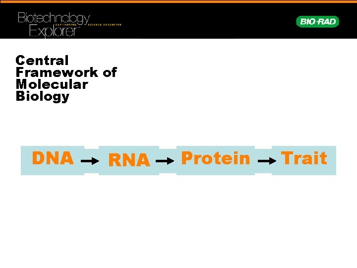 Central Framework of Molecular Biology DNA RNA Protein Trait 