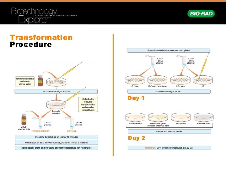 Transformation Procedure Day 1 Day 2 