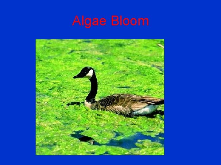 Algae Bloom 