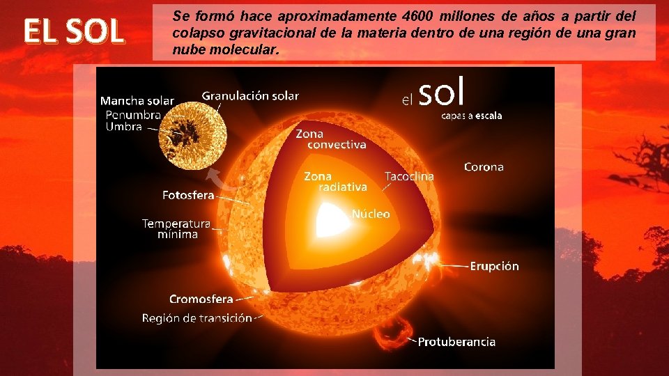 EL SOL Se formó hace aproximadamente 4600 millones de años a partir del colapso