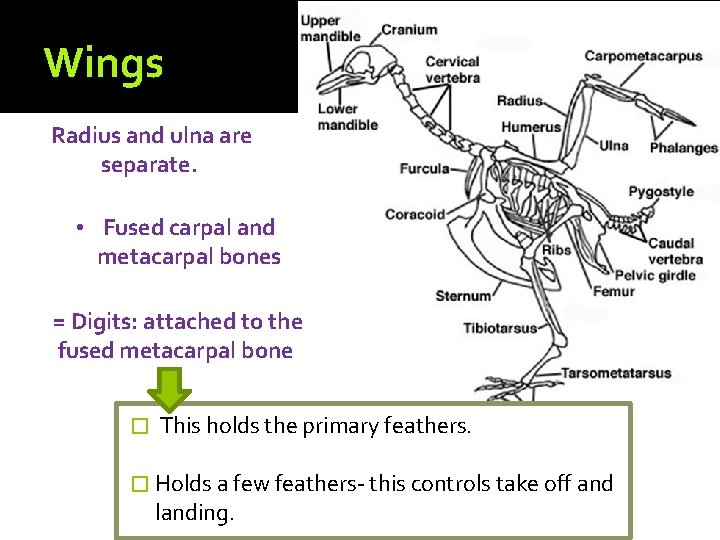 Catherine Warner Biology Revision Course MuscleSkeletal Systems Structure