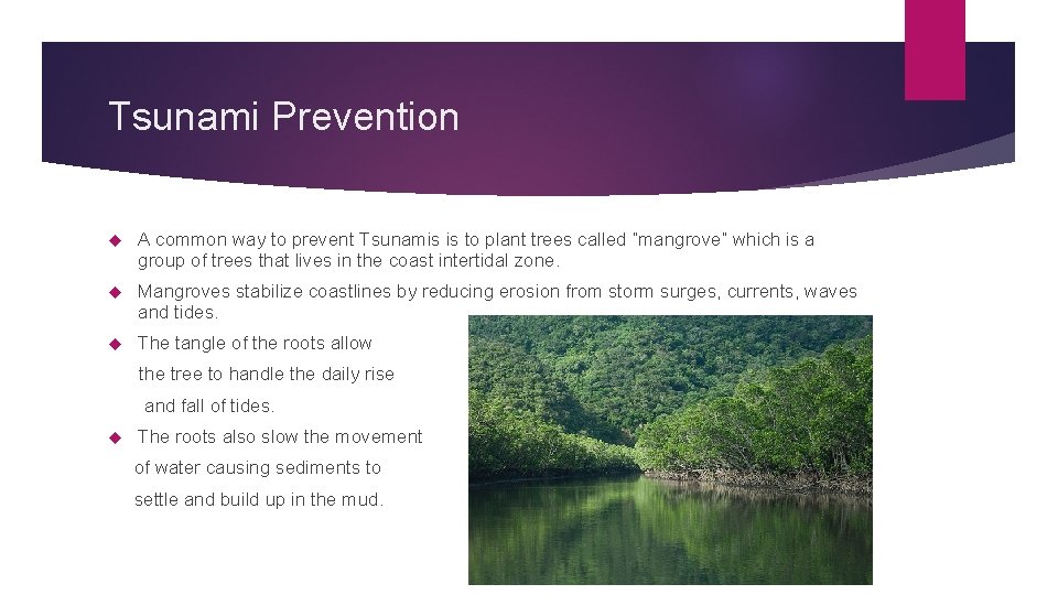 Tsunami Prevention A common way to prevent Tsunamis is to plant trees called “mangrove” Tsunami Prevention A common way to prevent Tsunamis is to plant trees called “mangrove”