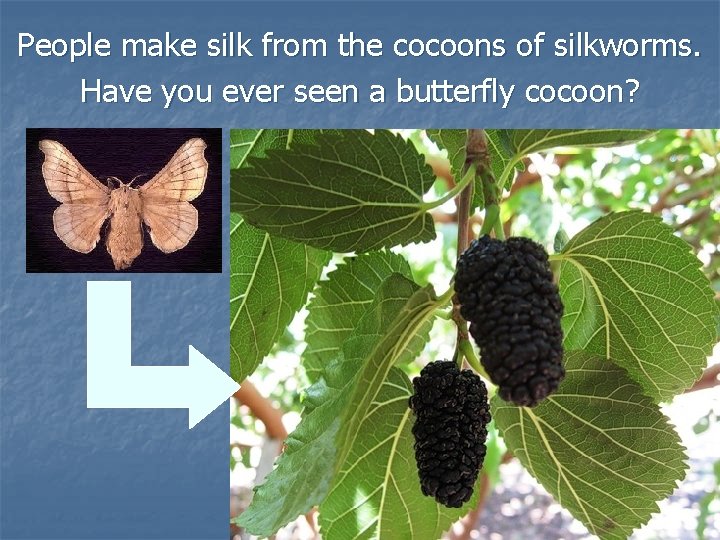 People make silk from the cocoons of silkworms. Have you ever seen a butterfly