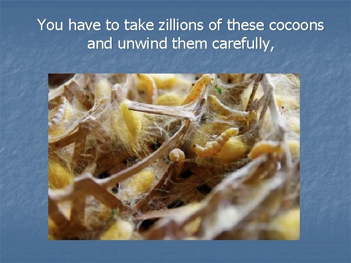 You have to take zillions of these cocoons and unwind them carefully, 