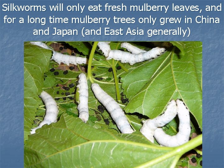 Silkworms will only eat fresh mulberry leaves, and for a long time mulberry trees