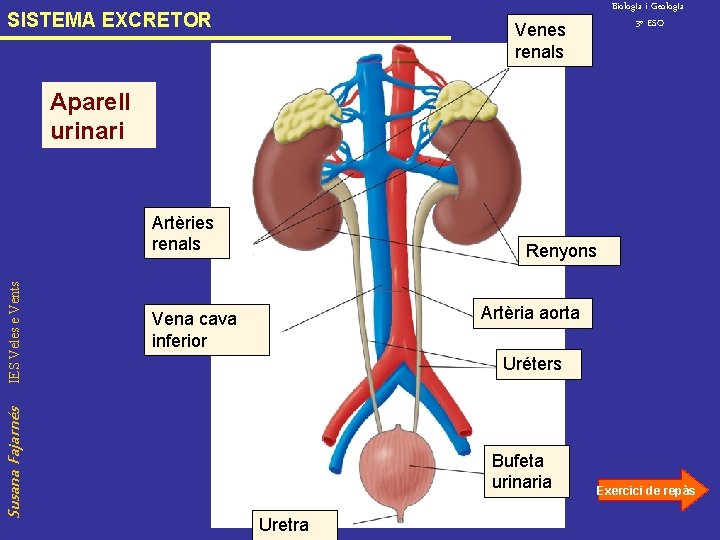 SISTEMA EXCRETOR Venes renals Biolog. Ia i Geolog. Ia 3º ESO Aparell urinari Susana