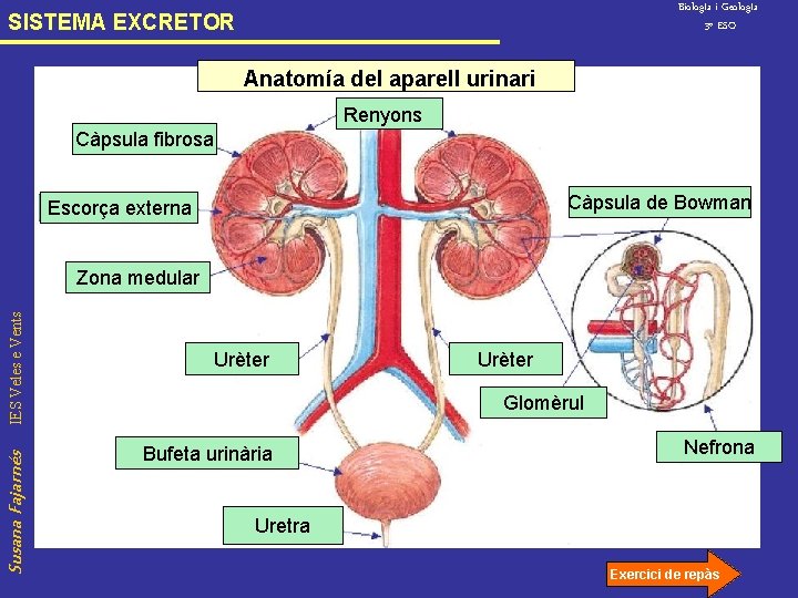 Biolog. Ia i Geolog. Ia 3º ESO SISTEMA EXCRETOR Anatomía del aparell urinari Renyons