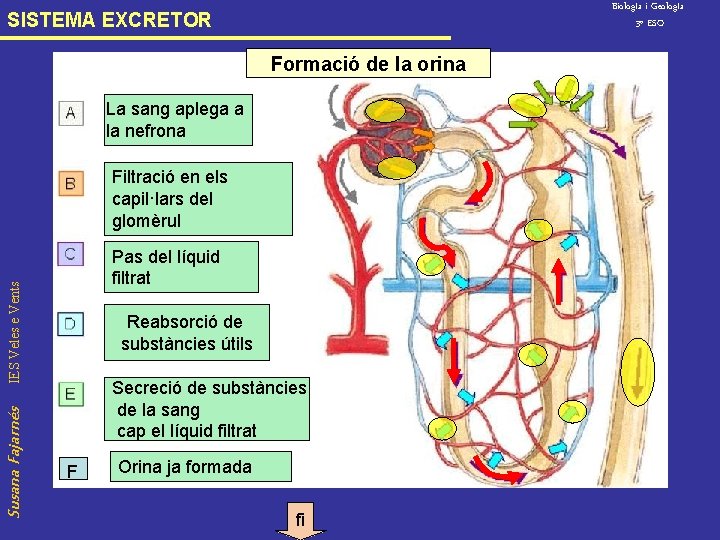 Biolog. Ia i Geolog. Ia 3º ESO SISTEMA EXCRETOR Formació de la orina La