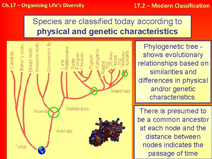 Ch. 17 – Organizing Life’s Diversity 17. 2 – Modern Classification Species are classified