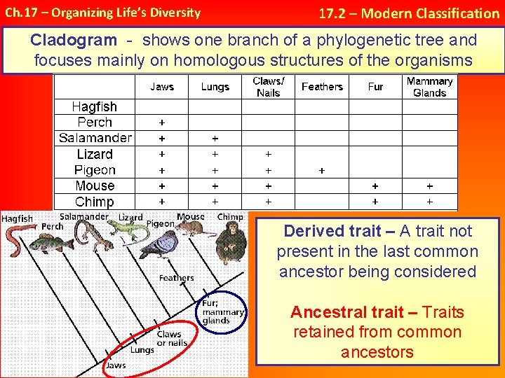 Ch. 17 – Organizing Life’s Diversity 17. 2 – Modern Classification Cladogram - shows