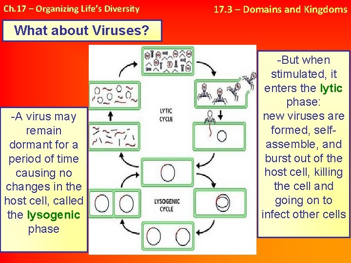 Ch. 17 – Organizing Life’s Diversity 17. 3 – Domains and Kingdoms What about