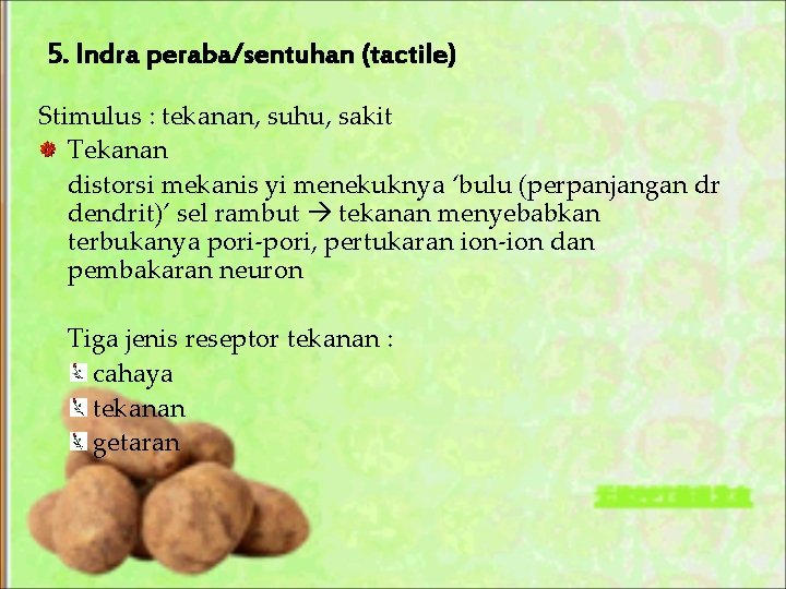 5. Indra peraba/sentuhan (tactile) Stimulus : tekanan, suhu, sakit Tekanan distorsi mekanis yi menekuknya