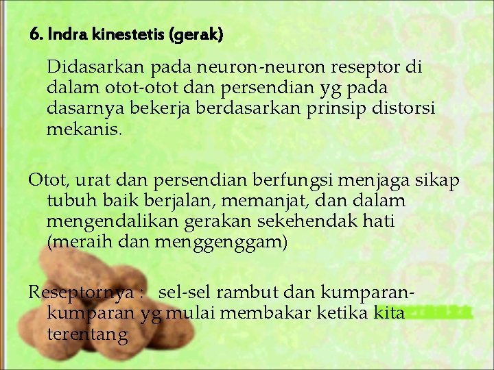 6. Indra kinestetis (gerak) Didasarkan pada neuron-neuron reseptor di dalam otot-otot dan persendian yg