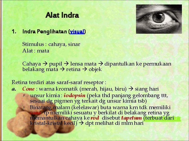 Alat Indra 1. Indra Penglihatan (visual) Stimulus : cahaya, sinar Alat : mata Cahaya