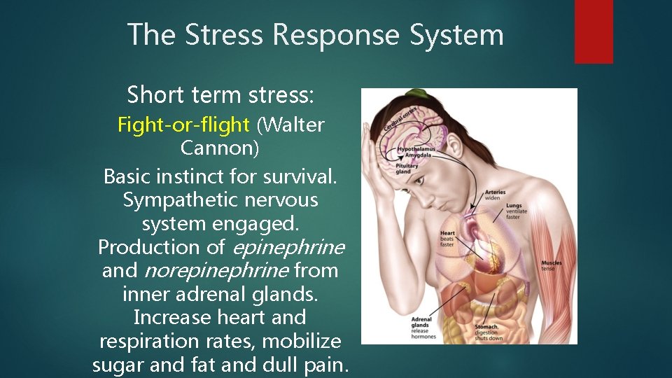 The Stress Response System Short term stress: Fight-or-flight (Walter Cannon) Basic instinct for survival.