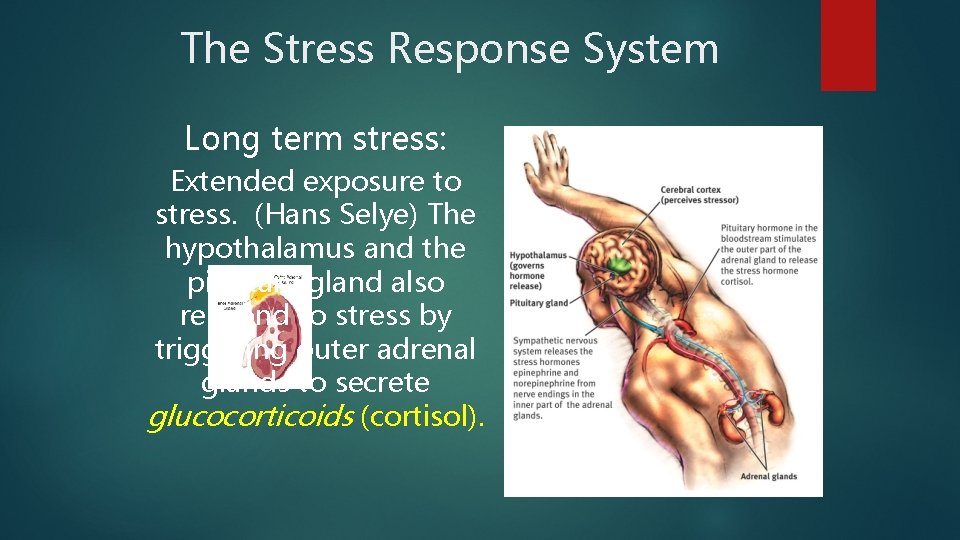 The Stress Response System Long term stress: Extended exposure to stress. (Hans Selye) The