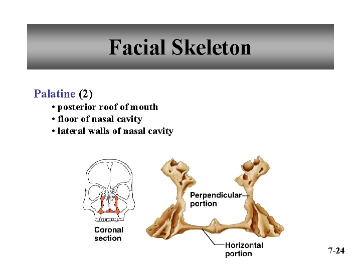 Facial Skeleton Palatine (2) • posterior roof of mouth • floor of nasal cavity