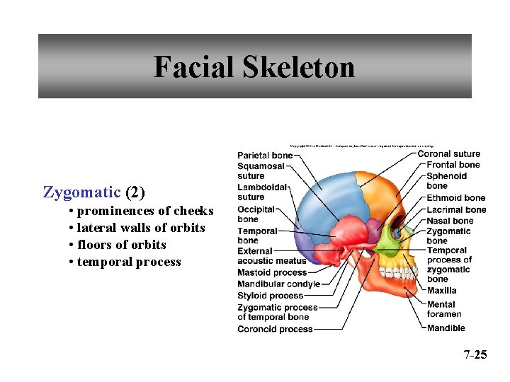 Facial Skeleton Zygomatic (2) • prominences of cheeks • lateral walls of orbits •