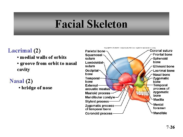 Facial Skeleton Lacrimal (2) • medial walls of orbits • groove from orbit to