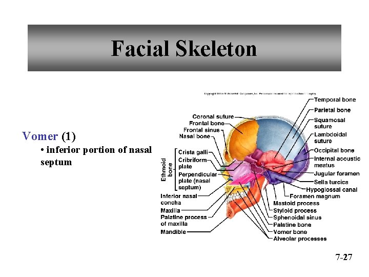 Facial Skeleton Vomer (1) • inferior portion of nasal septum 7 -27 