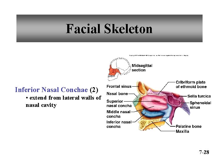 Facial Skeleton Inferior Nasal Conchae (2) • extend from lateral walls of nasal cavity