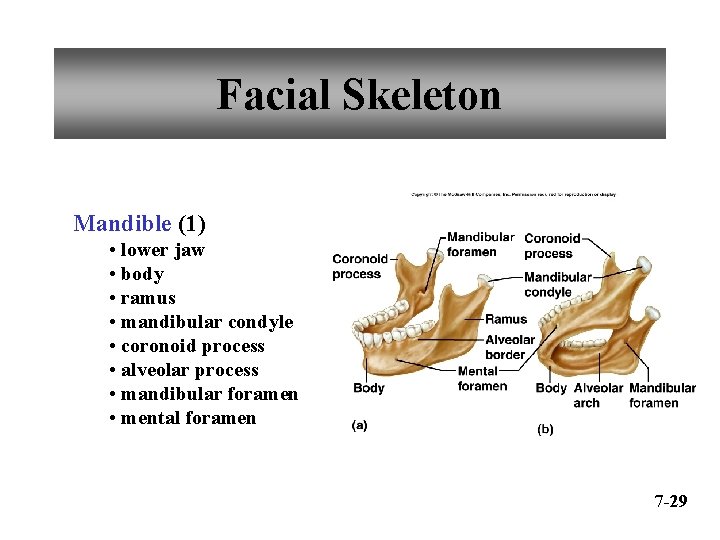 Facial Skeleton Mandible (1) • lower jaw • body • ramus • mandibular condyle