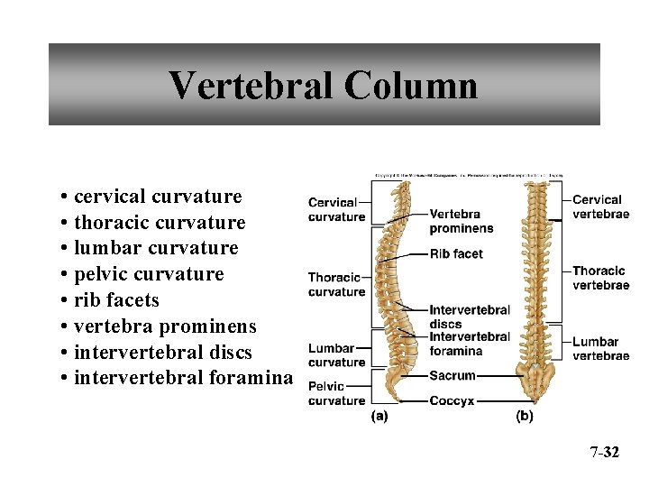 Vertebral Column • cervical curvature • thoracic curvature • lumbar curvature • pelvic curvature