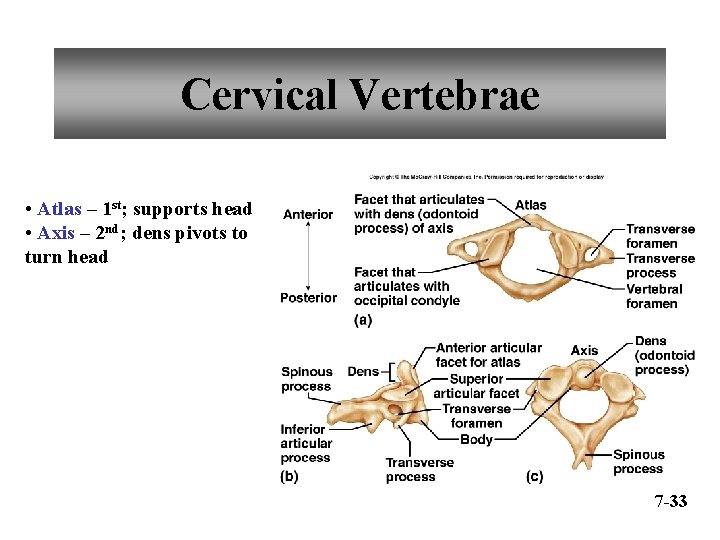 Cervical Vertebrae • Atlas – 1 st; supports head • Axis – 2 nd;
