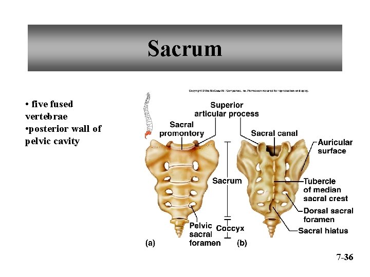 Sacrum • five fused vertebrae • posterior wall of pelvic cavity 7 -36 