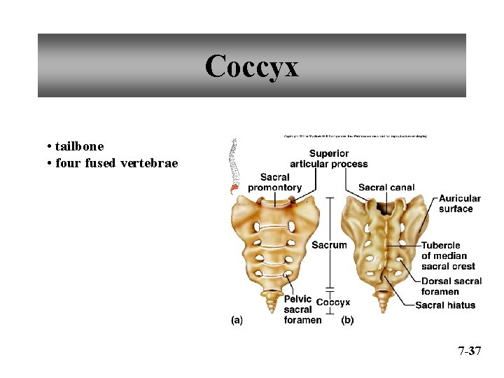 Coccyx • tailbone • four fused vertebrae 7 -37 