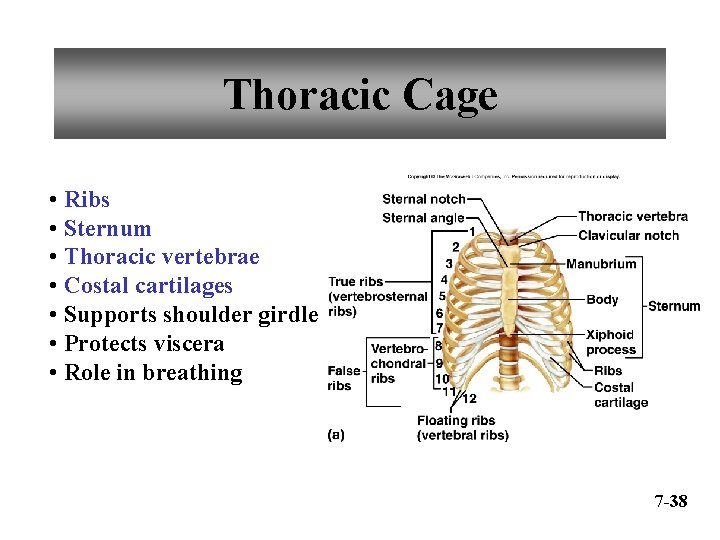 Thoracic Cage • Ribs • Sternum • Thoracic vertebrae • Costal cartilages • Supports