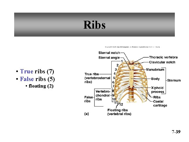Ribs • True ribs (7) • False ribs (5) • floating (2) 7 -39