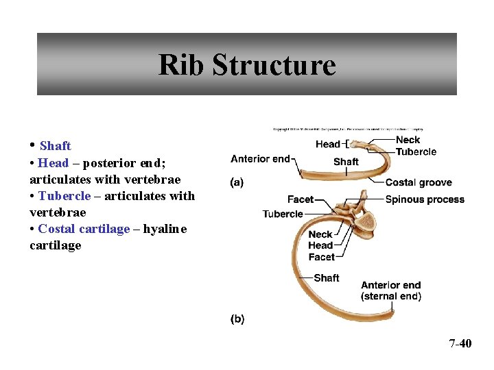 Rib Structure • Shaft • Head – posterior end; articulates with vertebrae • Tubercle